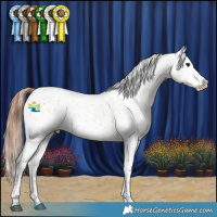 Horse Color:Bay Dun Leopard 