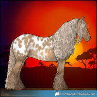 Horse Color:Chocolate Palomino Dun Appaloosa 