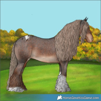 Horse Color:Liver Chestnut Tobiano Appaloosa 