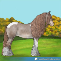 Horse Color:Liver Red Dun Tobiano Appaloosa Brindle 