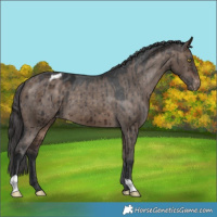 Horse Color:Brown Dun Varnish Brindle