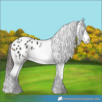 Horse Color:Liver Chestnut Tobiano Appaloosa Rabicano 