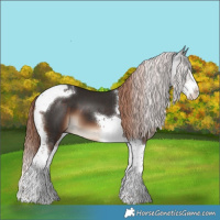 Horse Color:Liver Chestnut Splash Tobiano 
