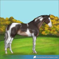 Horse Color:Liver Chestnut Splash Tobiano 