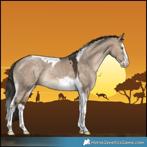 Horse Color:White Spotted Brown Dun Splash Tobiano Rabicano 