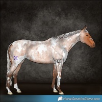 Horse Color:White Spotted Silver Bay Roan 