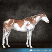Horse Color:White Spotted Chestnut Splash