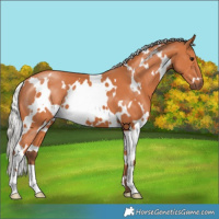 Horse Color:White Spotted Silver Bay 