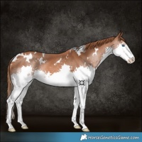 Horse Color:White Spotted Chestnut Splash
