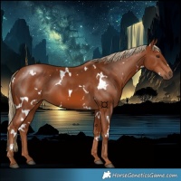 Horse Color:White Spotted Chestnut 