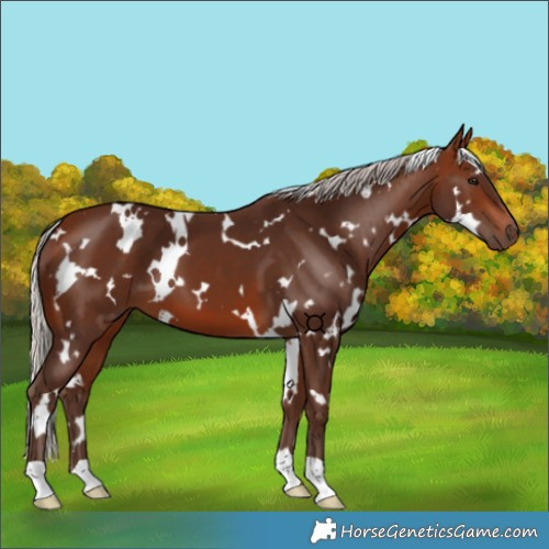Horse Color:White Spotted Silver Brown 