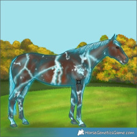 Horse Color:Thunderstruck White Spotted Silver Brown Rabicano 