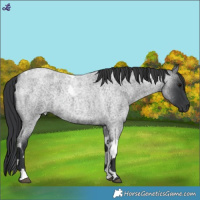 Horse Color:Blue Roan Tobiano Rabicano 
