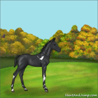 Horse Color:Black Tobiano Rabicano 