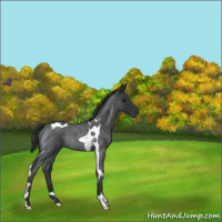 Horse Color:Blue Roan Tobiano Rabicano 