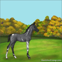 Horse Color:Blue Roan Tobiano 