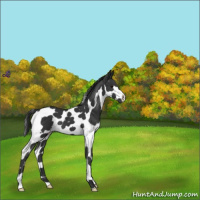 Horse Color:Black Splash Tobiano 