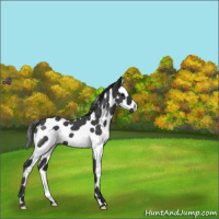 Horse Color:Blue Roan Splash Tobiano 