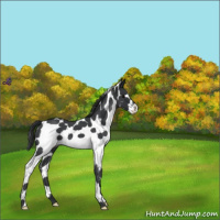 Horse Color:White Spotted Blue Roan 