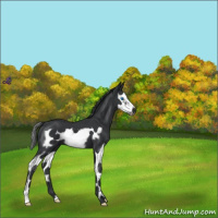 Horse Color:Black Splash Frame 