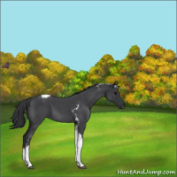Horse Color:Blue Roan Tobiano 