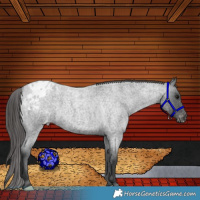 Horse Color:Blue Roan Appaloosa