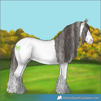 Horse Color:White Spotted Buckskin Splash Rabicano 