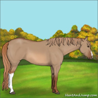 Horse Color:Red Dun