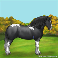 Horse Color:Black Splash Tobiano 