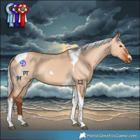 Horse Color:Chocolate Silver Bay Dun Tobiano 