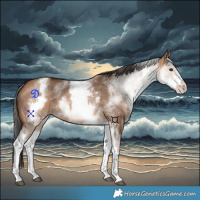 Horse Color:White Spotted Bay Dun 