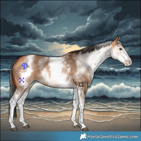 Horse Color:White Spotted Bay Dun