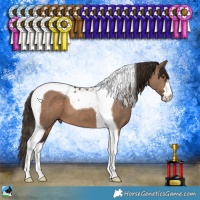 Horse Color:Liver Red Dun Tobiano 