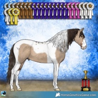 Horse Color:Liver Red Dun Tobiano 