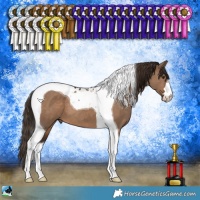 Horse Color:Liver Red Dun Tobiano 