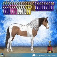 Horse Color:Liver Red Dun Tobiano 