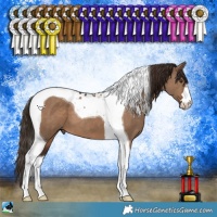 Horse Color:Liver Red Dun Tobiano 