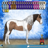 Horse Color:Liver Red Dun Tobiano 