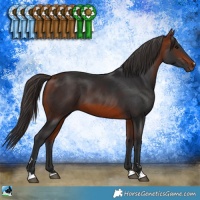 Horse Color:Bay 