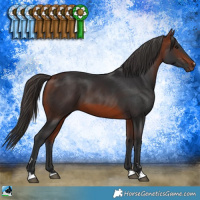 Horse Color:Bay 