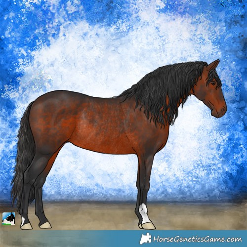 Horse Color:Brown Rabicano