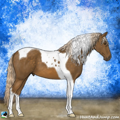 Horse Color:Chocolate Palomino Tobiano 