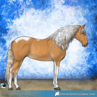 Horse Color:Palomino Tobiano Rabicano 