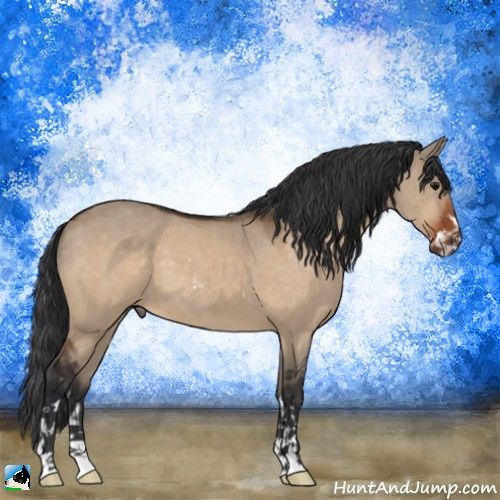 Horse Color:Bay Dun Sabino 