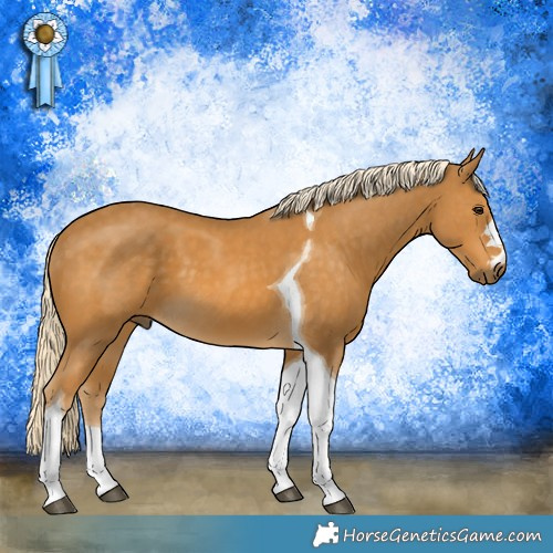 Horse Color:Palomino Tobiano 