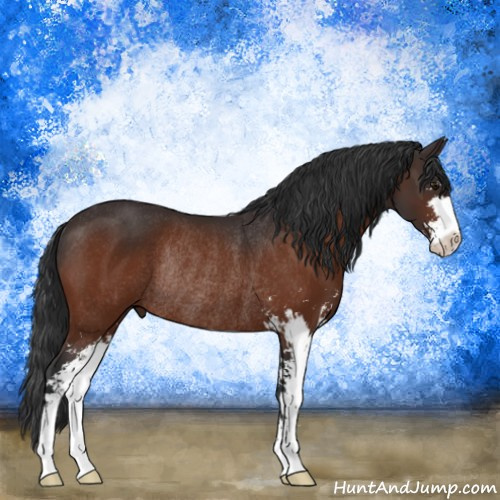 Horse Color:Brown Sabino Rabicano 