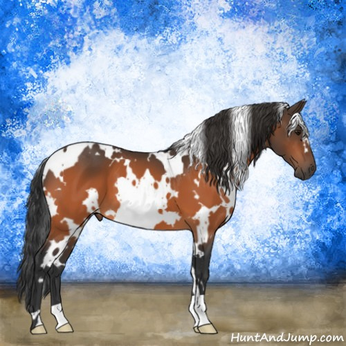 Horse Color:White Spotted Bay 