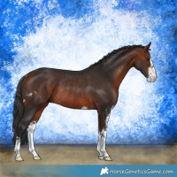 Horse Color:Bay Sabino Rabicano