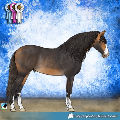 Horse Color:Buckskin Rabicano 