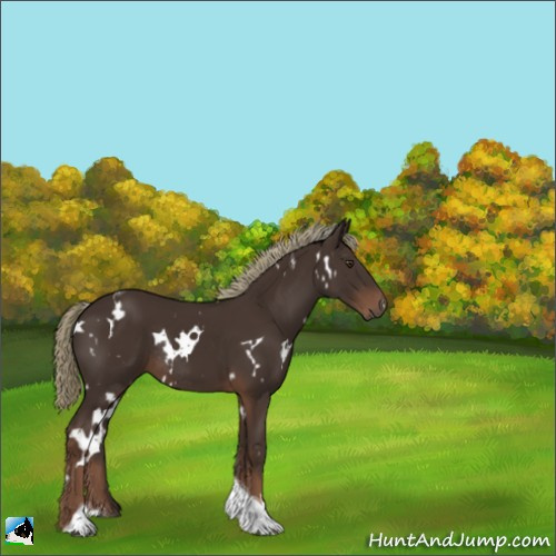 Horse Color:White Spotted Liver Chestnut Tobiano Rabicano 